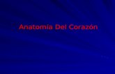 Anatomia Del Corazon II
