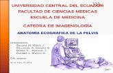 1. Anatomia Ecografica de La Pelvis