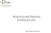 Anatoma del Sistema Cardiovascular parte 1.pdf