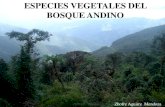 Especies Vegetales Del Bosque Andino