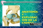Ortopedia. Anat y Ef Cadera