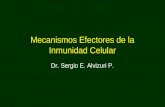 03 URP MI Mecanismos Efectores Inmunidad Celular 2011-1
