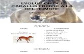 EVOLUCIÓN DEL CABALLO FRENTE A LA DEL HOMBRE