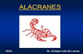Alacranes (1)