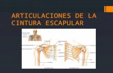 ARTICULACIONES DE LA CINTURA ESCAPULAR y hombro!!... Laura Graciela Morales Castañon