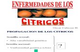 Enfermedades Citricos_Oscar Cabezas