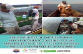 Tallas mínimas de captura de las principales especies de peces comerciales de Colombia-2013