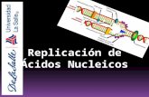 Replicacion de Acidos Nucleicos