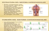 Exposicion Sistema Cardiovascular Cata