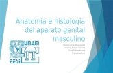 Anatomía e histología del aparato genital masculino final