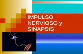 Impulso Nervios y Sinapsis