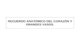 Radioanatomia Del Corazon y Grandes Vasos 1233095486121777 1
