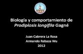 3 Biología de Prodiplosis longifila Gagné