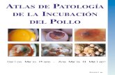 Atlas de Patologias de La Incubacion