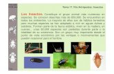 Clasificacion insectos-zoologia