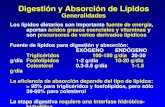Abs Orc i on Digestion Lipid i CA