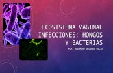 Ecosistema Vaginal