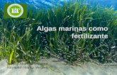 Algas Marinas Como Fertilizante