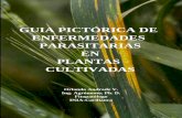 Guia Pictórica Enfermedades Parasitarias Plantas Cultivadas