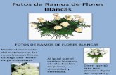 Fotos de Ramos de Flores Blancas _ A5