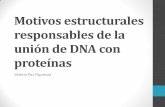 Motivos estructurales responsables de la unión de DNA.pdf