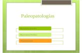 Seminario Paleopatologías 2013