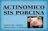 Final Actinomicosis Porcina