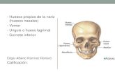 diapositivas de : huesos propios de la nariz, Huesos lagrimales, vómer y cornetes nasales