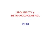 Lipolisis y Beta Oxidacion Agl 19-08-13 Fff