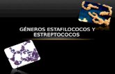 Géneros ESTAFILOCOCOS y estreptococos EXPO MICRO