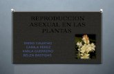 Reproduccion Asexual en Las Plantas