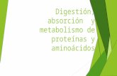 Digestión, absorción  y metabolismo de proteínas