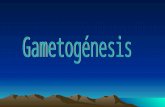 Presentacion de Gametogenesis