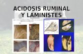 Acidosis Ruminal y Laministes