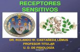 RECEPTORES SENSITIVOS, Dr.pdf