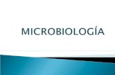 CLASIFICACIÓN DE MICROORGANISMOS