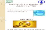 Cultivo de Plantas in-Vitro de Lulo
