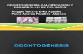Odontogenesis, Calcificacion y Desarrollo de Oclusion