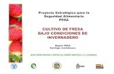 Cultivo Fresa Santiago Juxtlahuaca