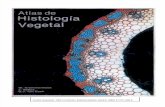 Atlas de histología vegetal_Krommenhoek