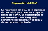 Reparación del DNA