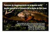 Patrones de desplazamiento de la iguana verde (Iguana iguana) en el Estuario de la Bahia de San Juan