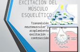 UNIÓN NEUROMUSCULAR-iExcitación del músculo esquelético