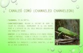 Camaleó comú