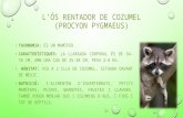 L'ós rentador de cozumel (Procyon pygmaeus)