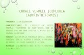 Coral vervell