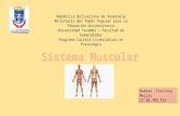 Presentación sistema muscular freirina