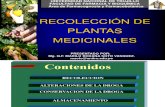 Recolección de Plantas Medicinales por Q.F. Marilú Roxana Soto Vásquez