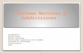 2 Corte Ficha 1: Sistemas Nervioso y Subdivisiones.