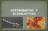 Bacterias acidoslacteas y espiroquetas